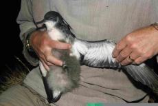 Manx Shearwater chick monitoring © Adrian Plant